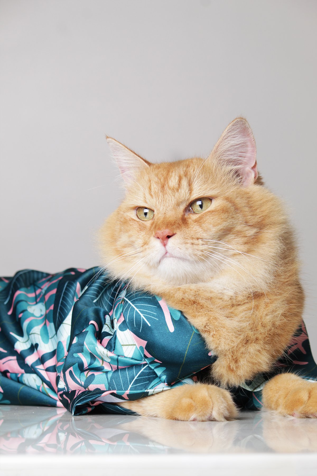 Beagle in blue flower coat