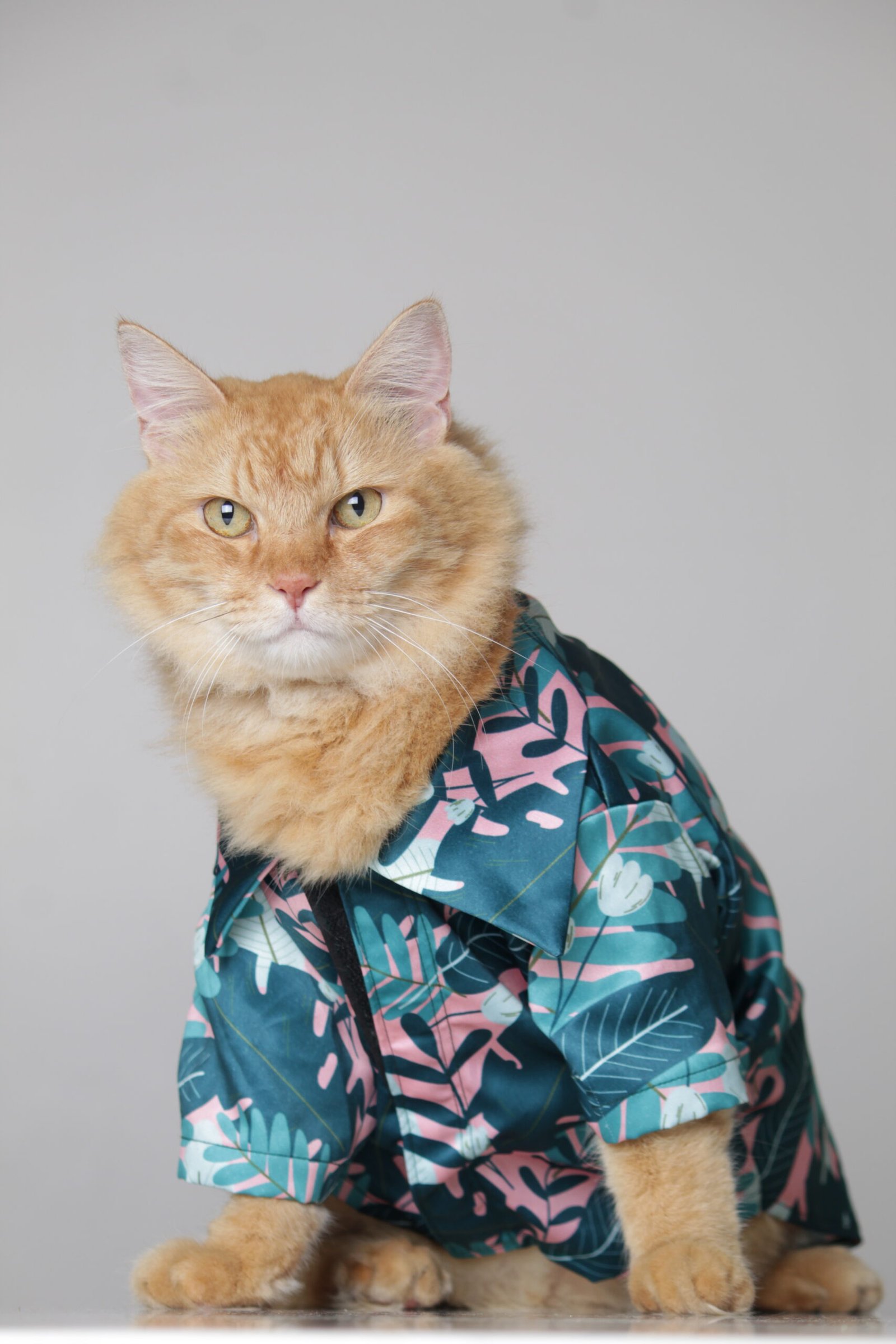 Shih Tzu in pink floral shirt