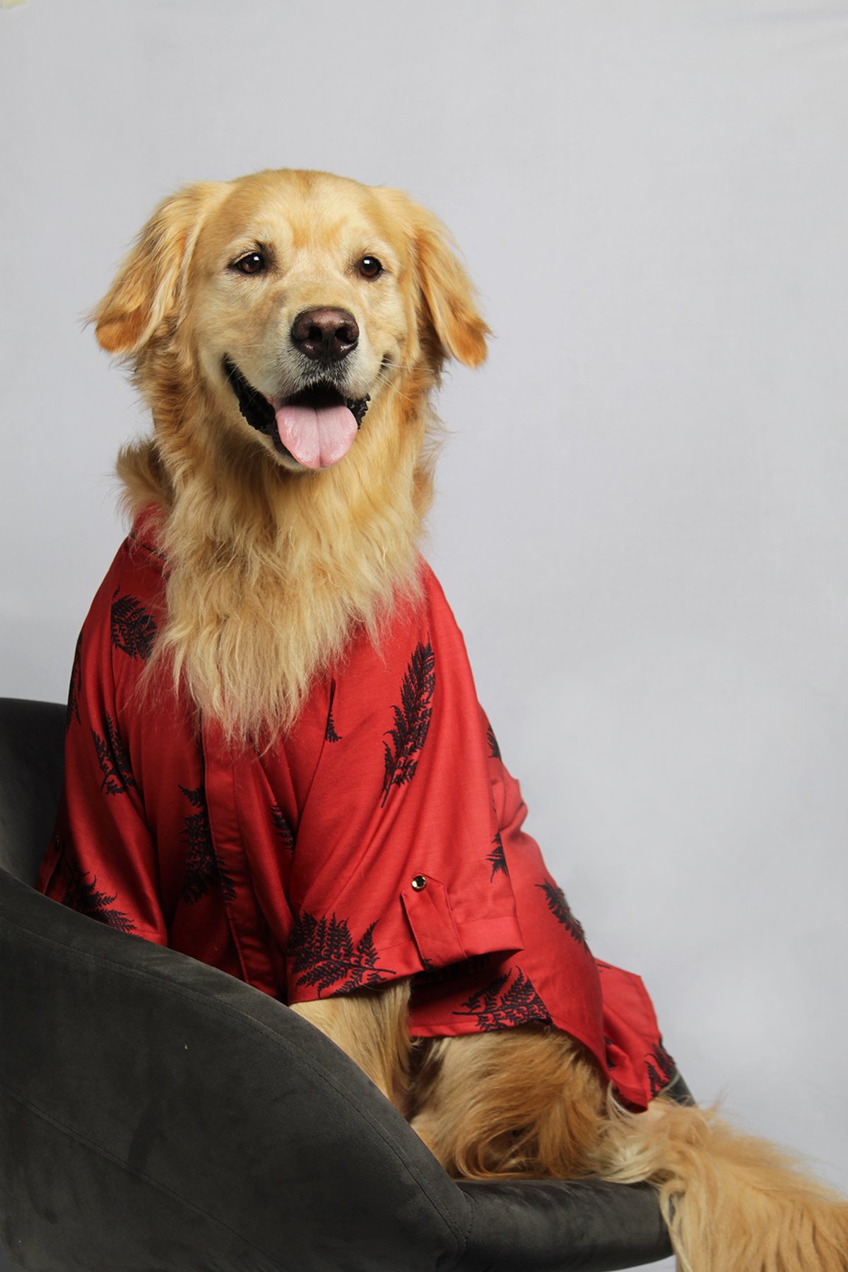 Leaf print shirt on dog